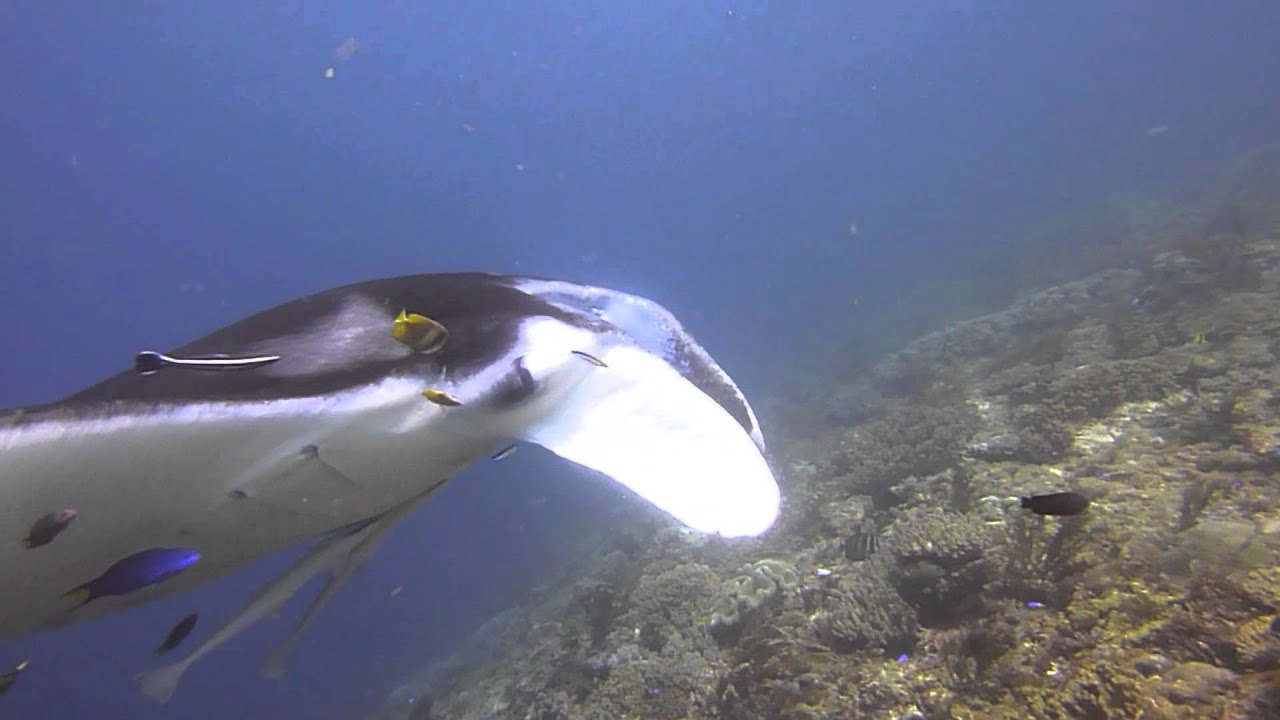 Manta Slope - Raja Ampat - 23 February 2016