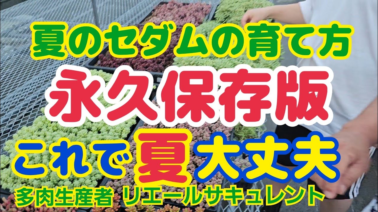 【多肉植物】【永久保存版】夏のセダムの育て方‼️🌟永久保存版🌟これで夏も大丈夫‼️2025年9月1日