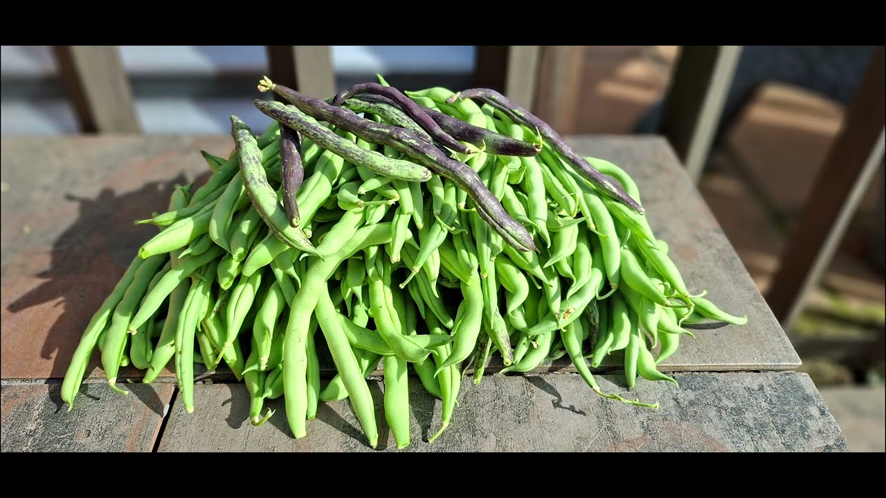 Backyard gardening
