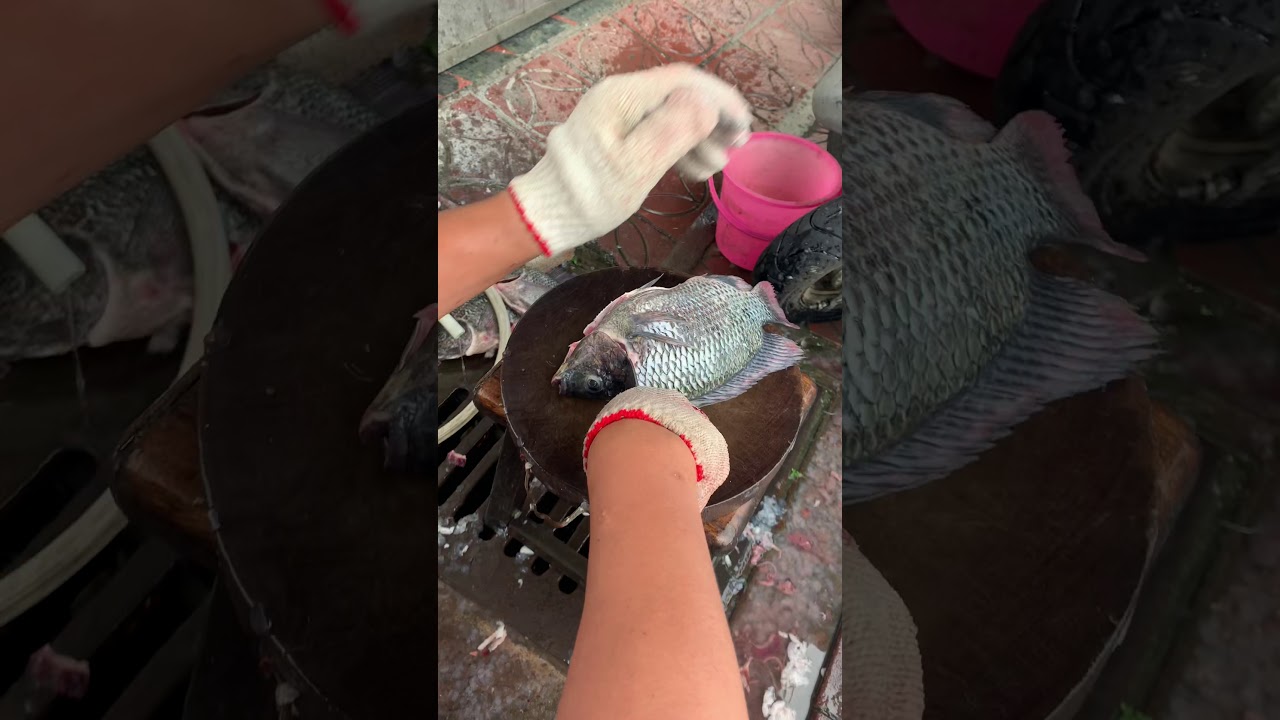 超快速片魚手法！台灣鯛 片魚肉