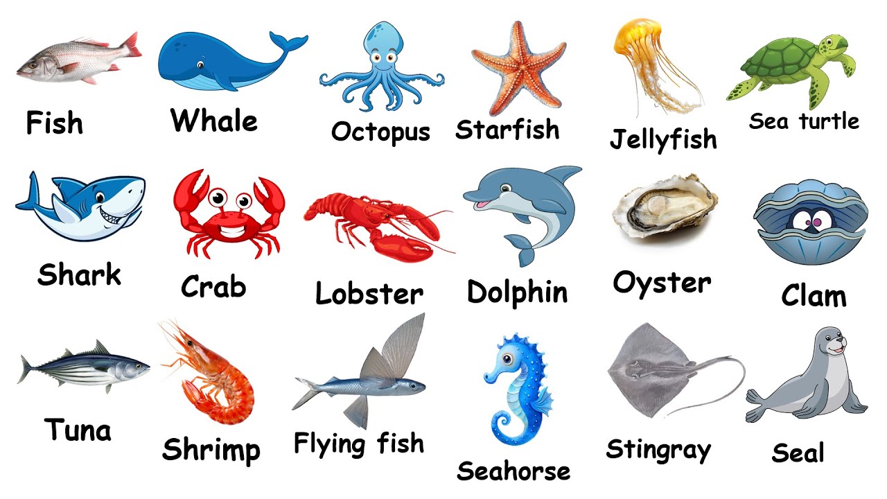 Sea Animals in English.
