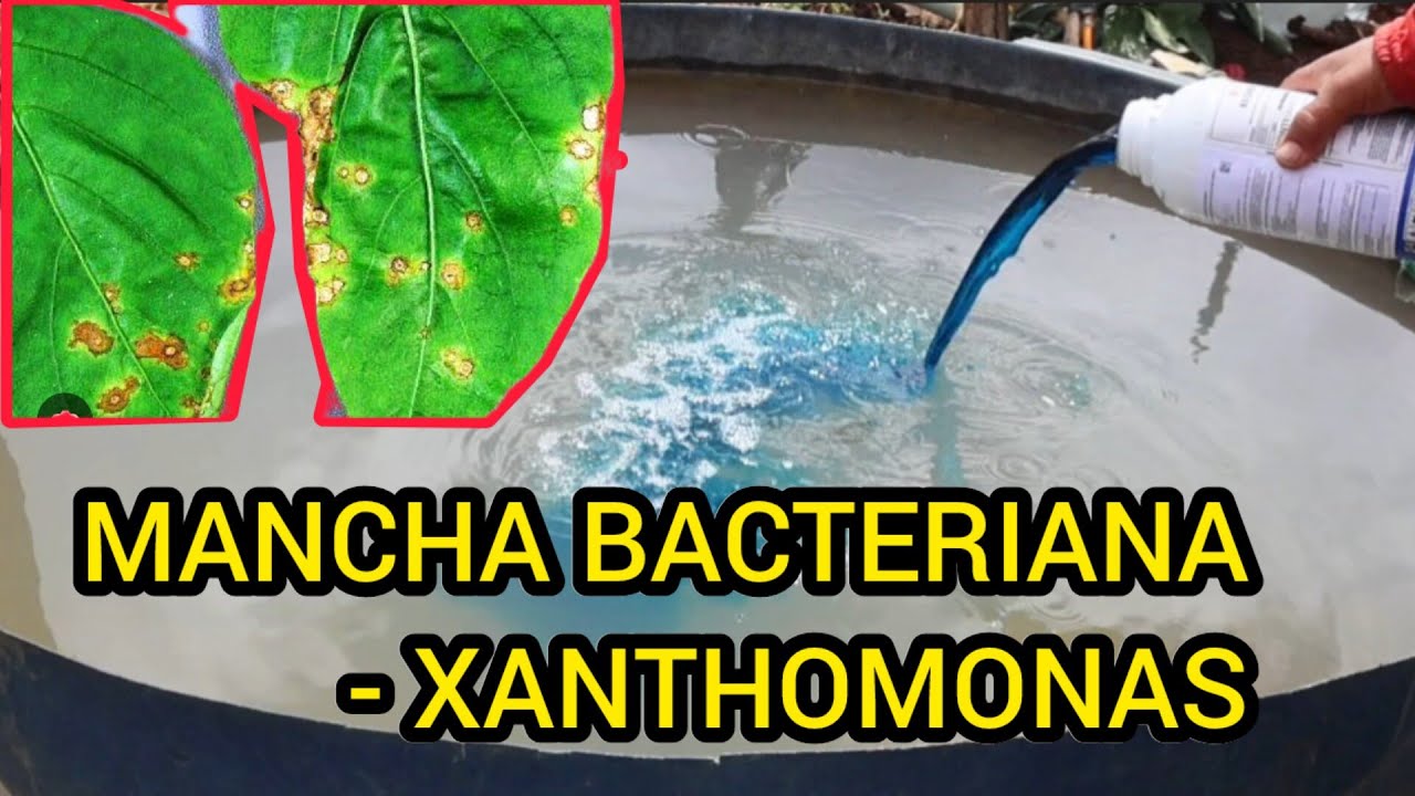 [A MELHOR FUNGICIDA] MANCHA BACTERIANA - Xanthomonas