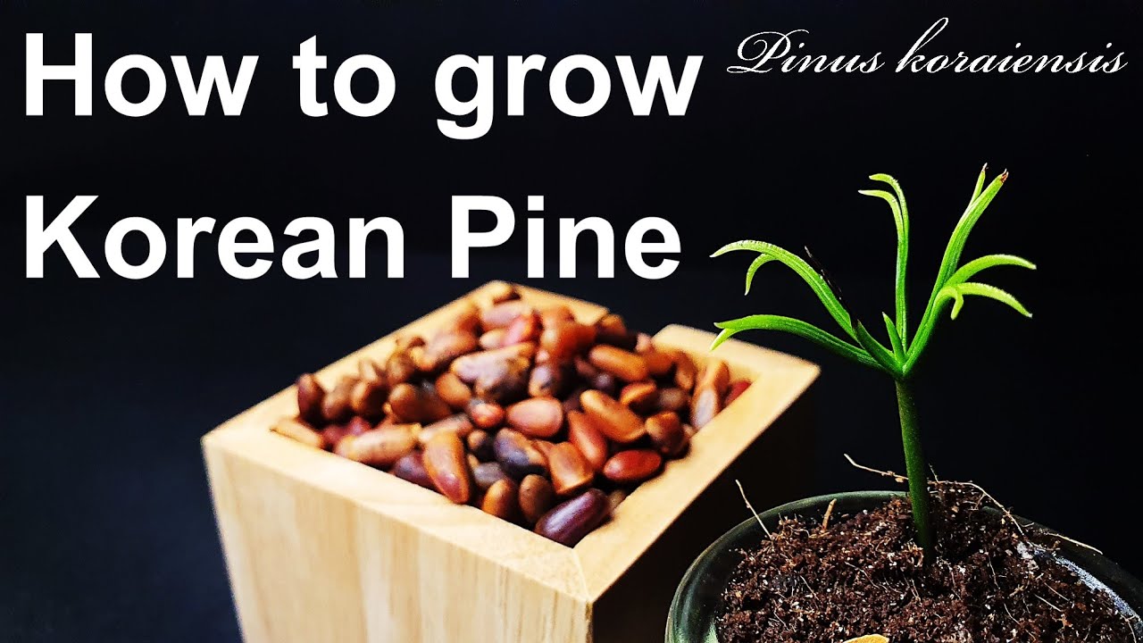 How to grow Korean Pine from seed｜Growing Korean pine nut｜How to grow #79 Korean Pine｜Eng Sub