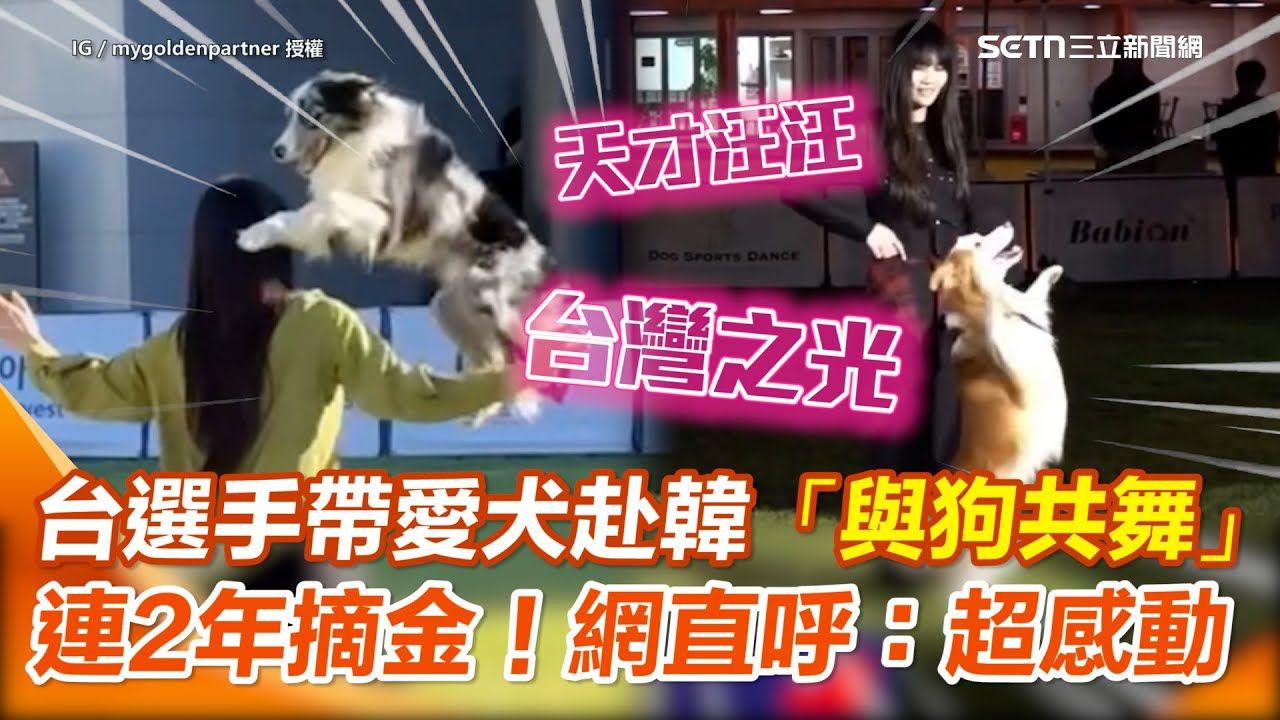 天才狗狗成台灣之光！台灣訓犬師帶愛犬赴韓參加「與狗共舞比賽」連2年奪冠！  網讚：看了莫名感動🥹｜三立新聞網 SETN.com