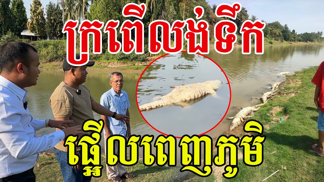 ប្លែកទៀតហើយ អណ្ដែតពេញស្ទឹងសង្កែ ទឹកថ្លាល្អមិនមានអ្វីទេ