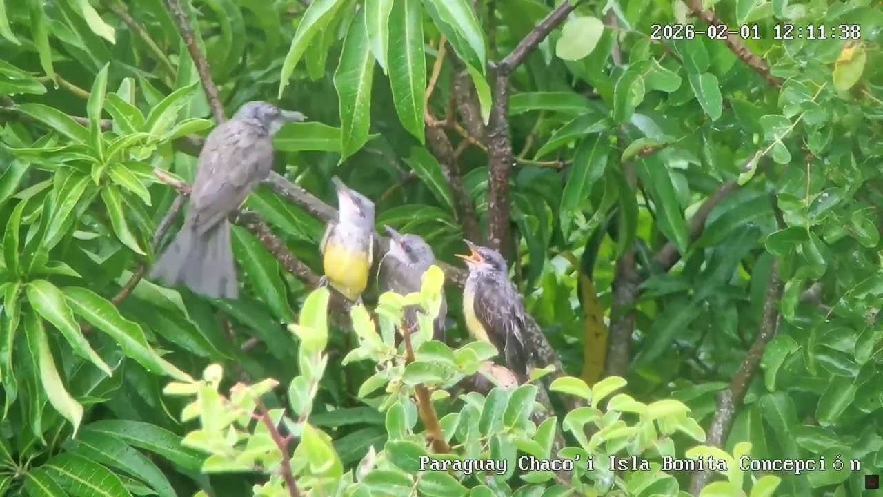 Kingbird family long
