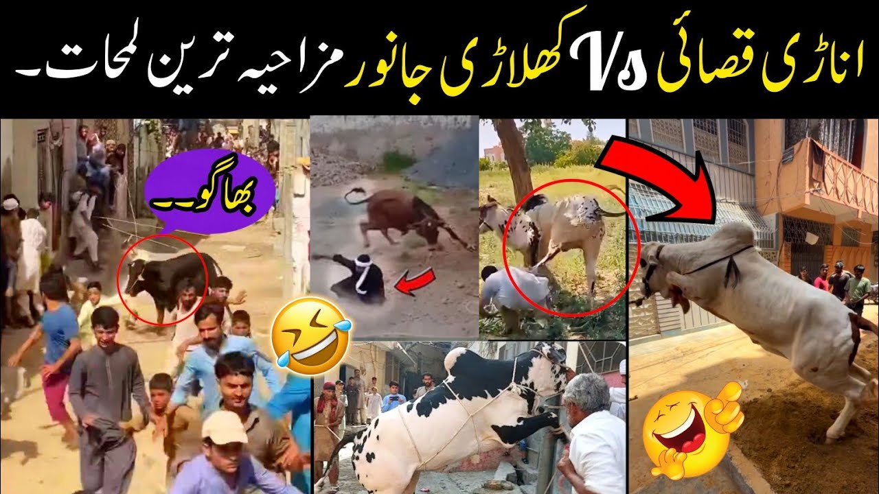 Anari qasai vs khiladi qurbani ke janwar 😅😝 | funny videos of qurbani animals 