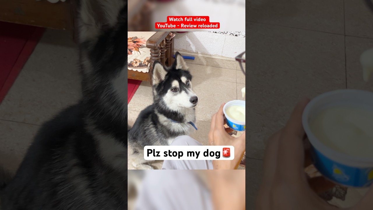 Is A husky expensive 🚨 