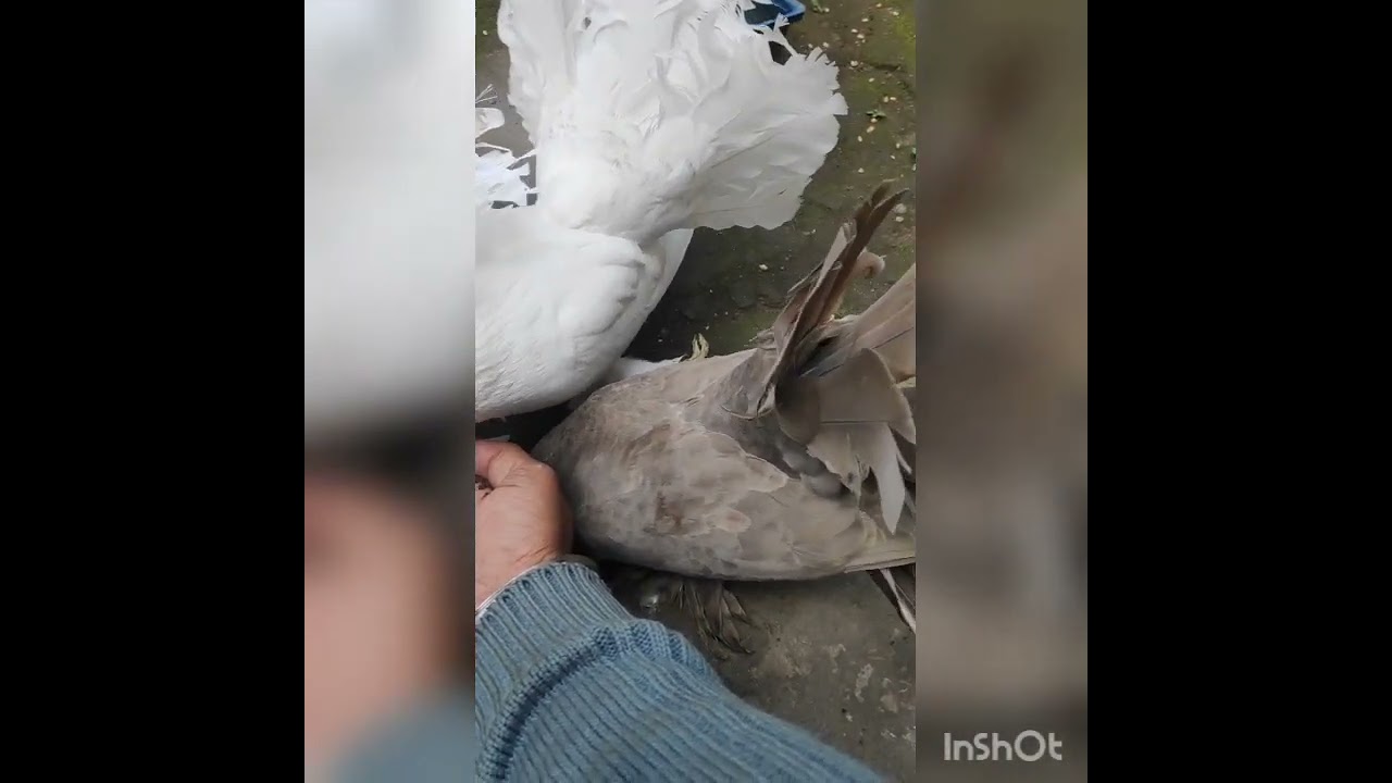 Indian fantail lover