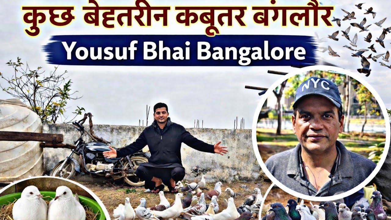 बंगलोर के यूसुफ भाई के कबुतर । Bangalore Pigeons of Mr Yousuf 