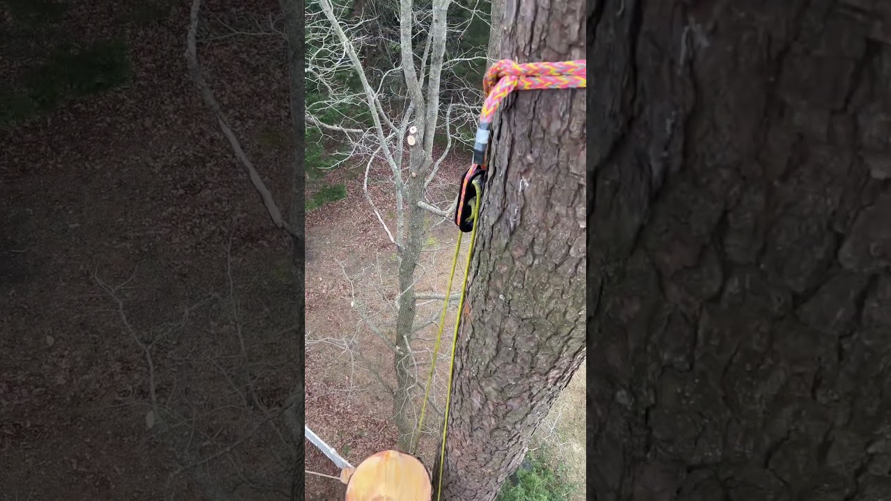 Safebloc Negative Rig 🪵 #treework #trees #rigging #wood #sendit #controlledchaos