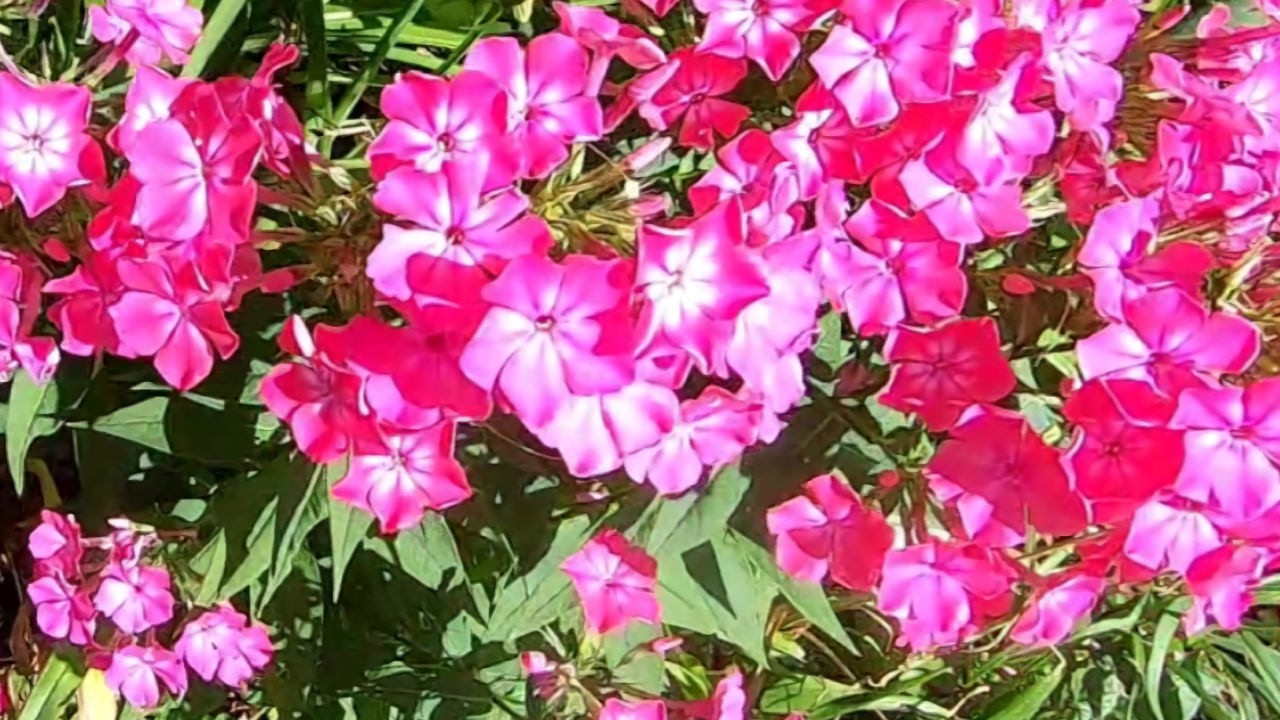 Planting And Growing Tall Garden Phlox