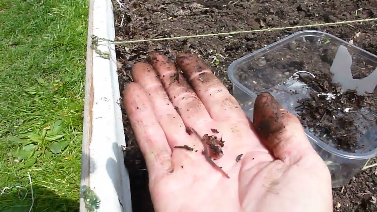 Thank You Jumping Worms!!!  The trapping is working!