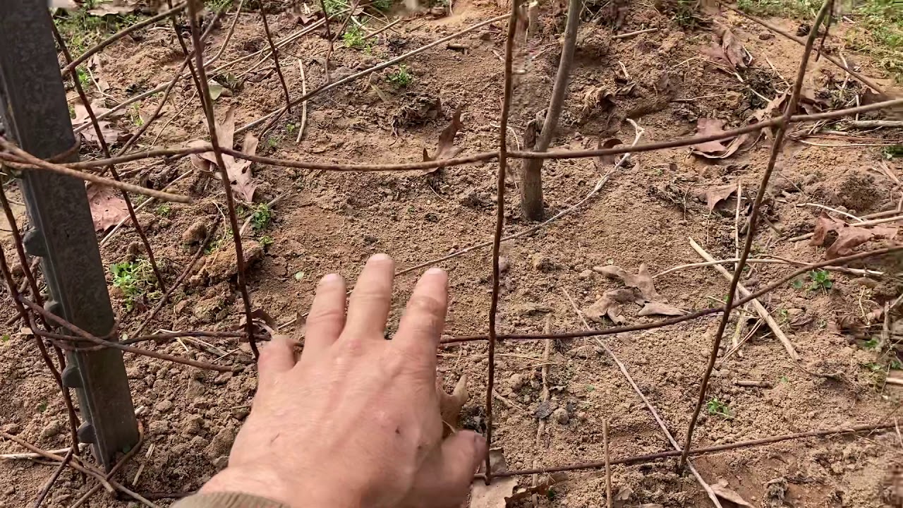 Planting fruit trees in your cattle pasture
