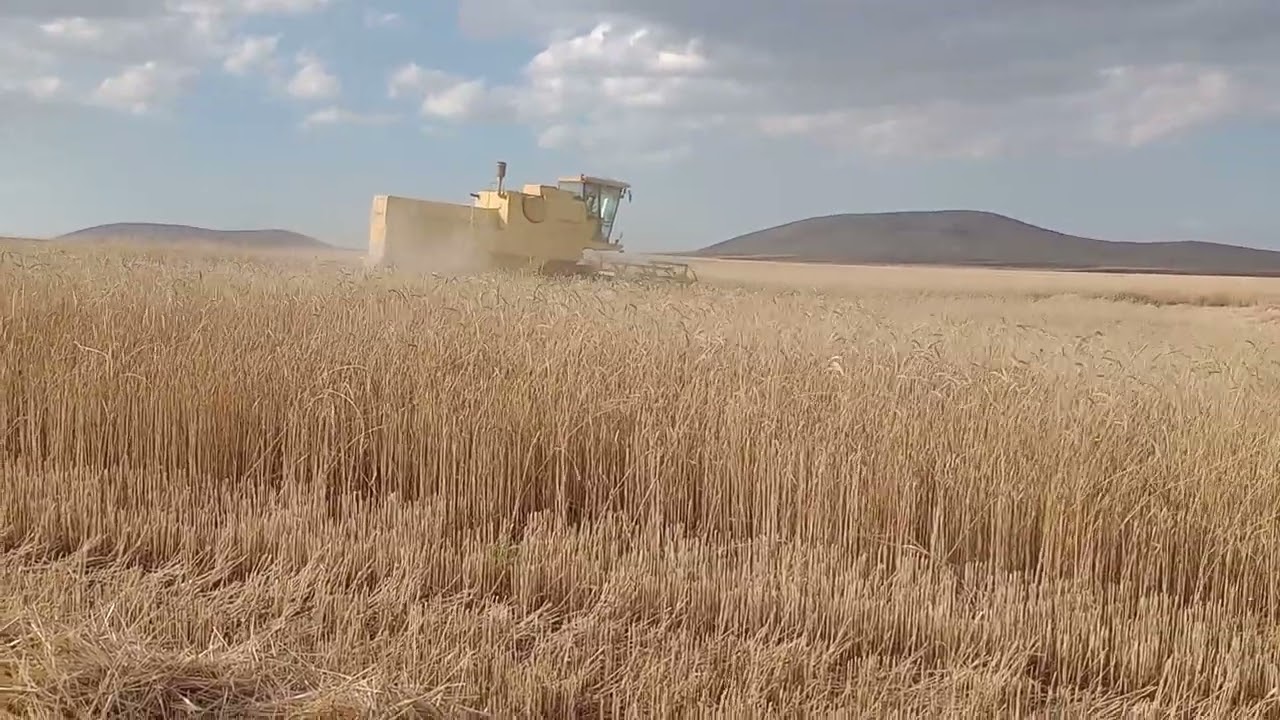 6 Temmuz 2024 Kate A1 Buğday 1530 New holland harwester 350 kg verim