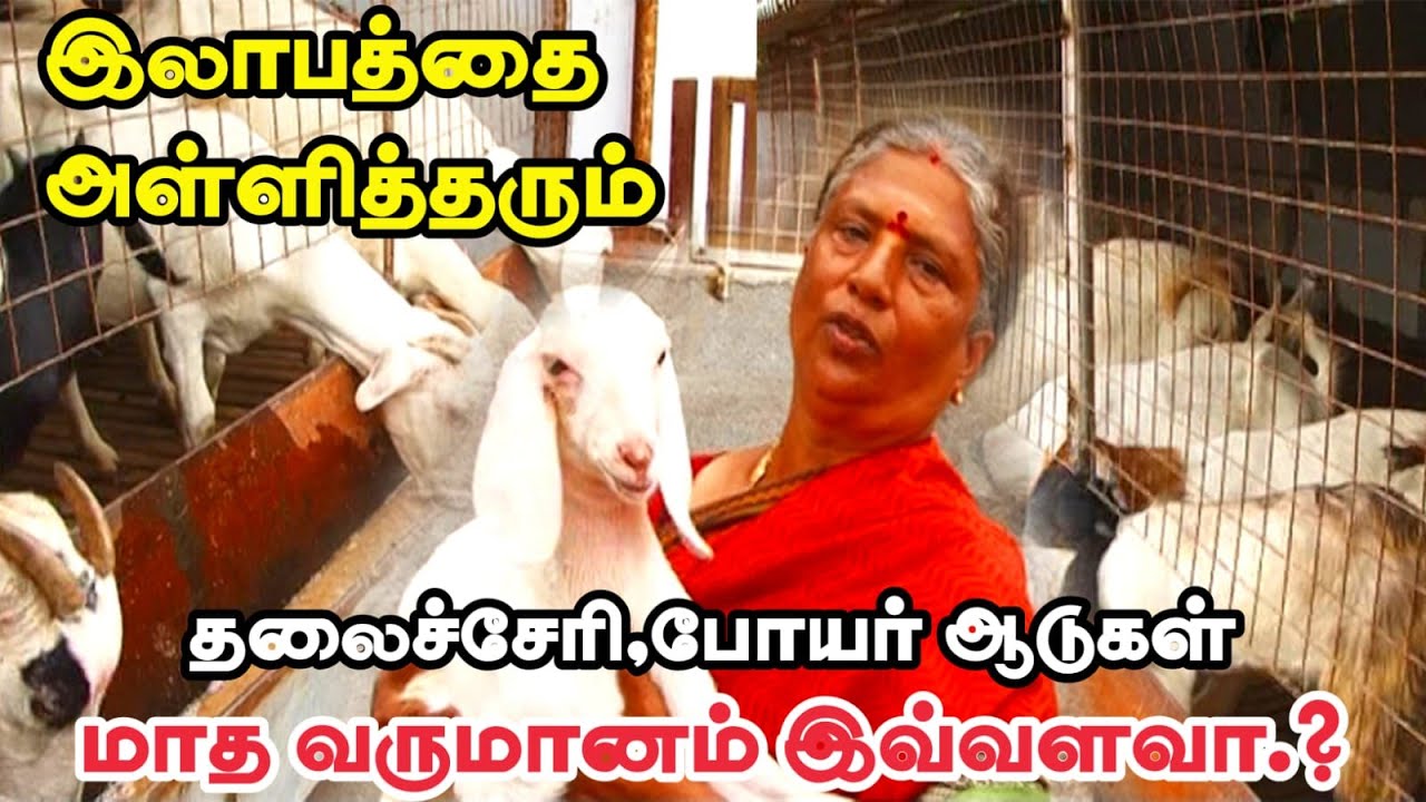 விவசாயத்தை விட அதிக இலாபம் தரும் கலப்பின ஆடு வளர்ப்பு | தலைச்சேரி மற்றும் போயர் ஆடுகள் | Goat Farm
