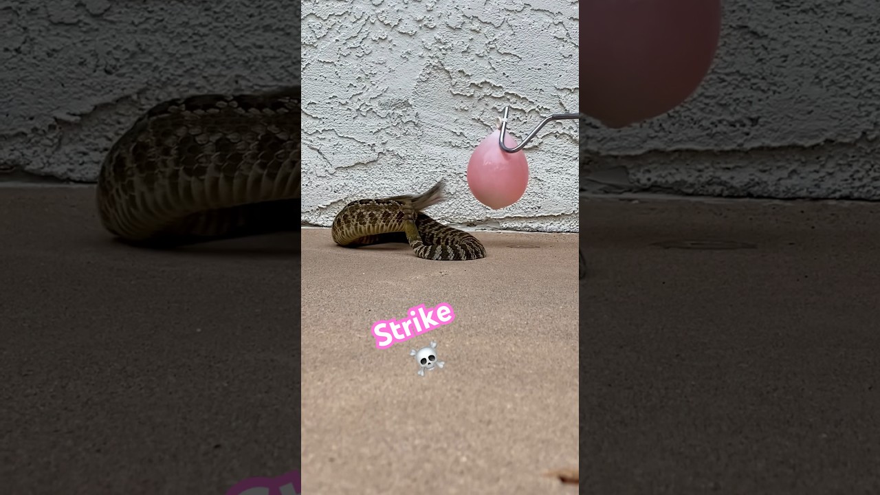 Rattlesnake bite ☠️