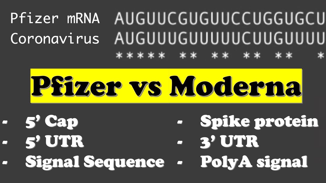 Molecular biology of Moderna and Pfizer-BioNTech COVID-19 mRNA vaccine