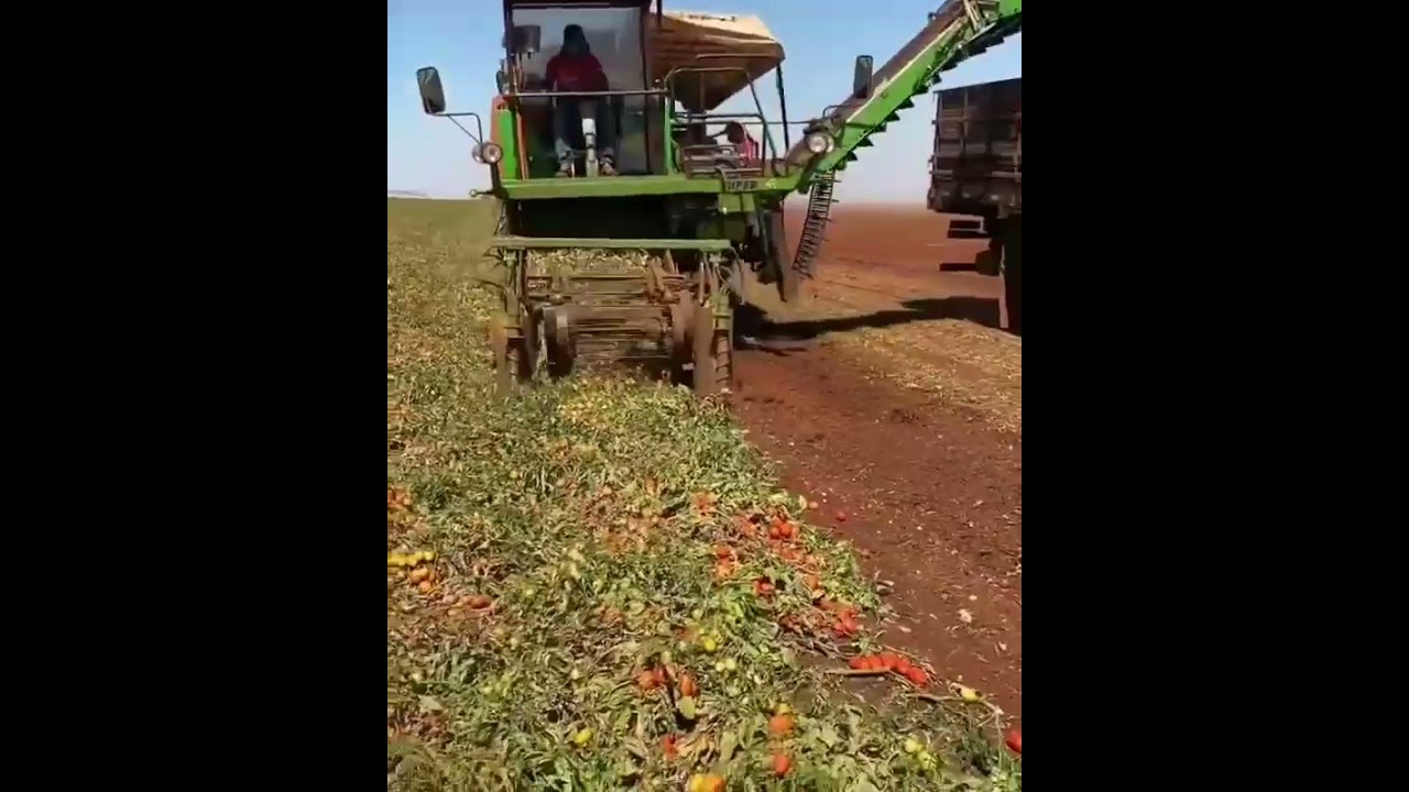 Tomato Harvesting