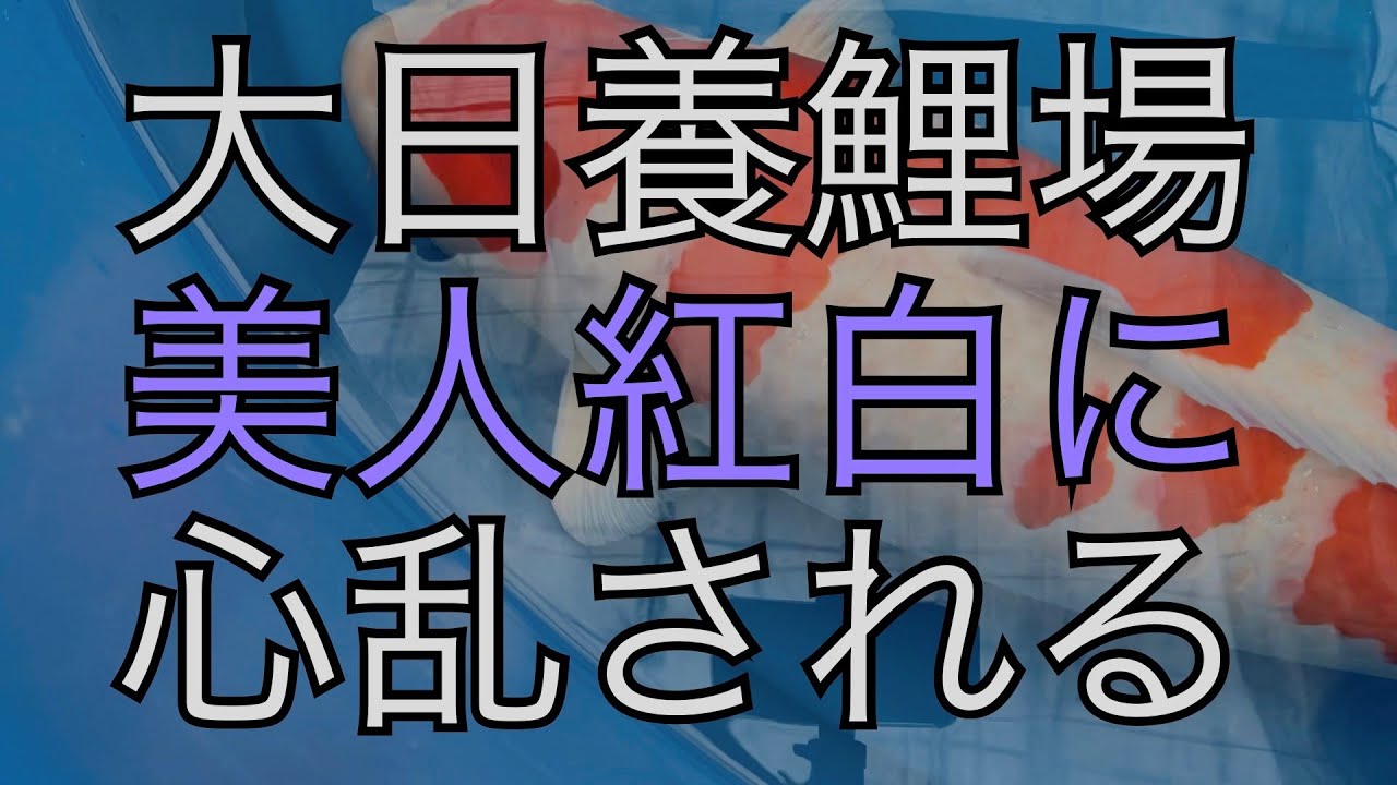 Super Koi Talk 2-3