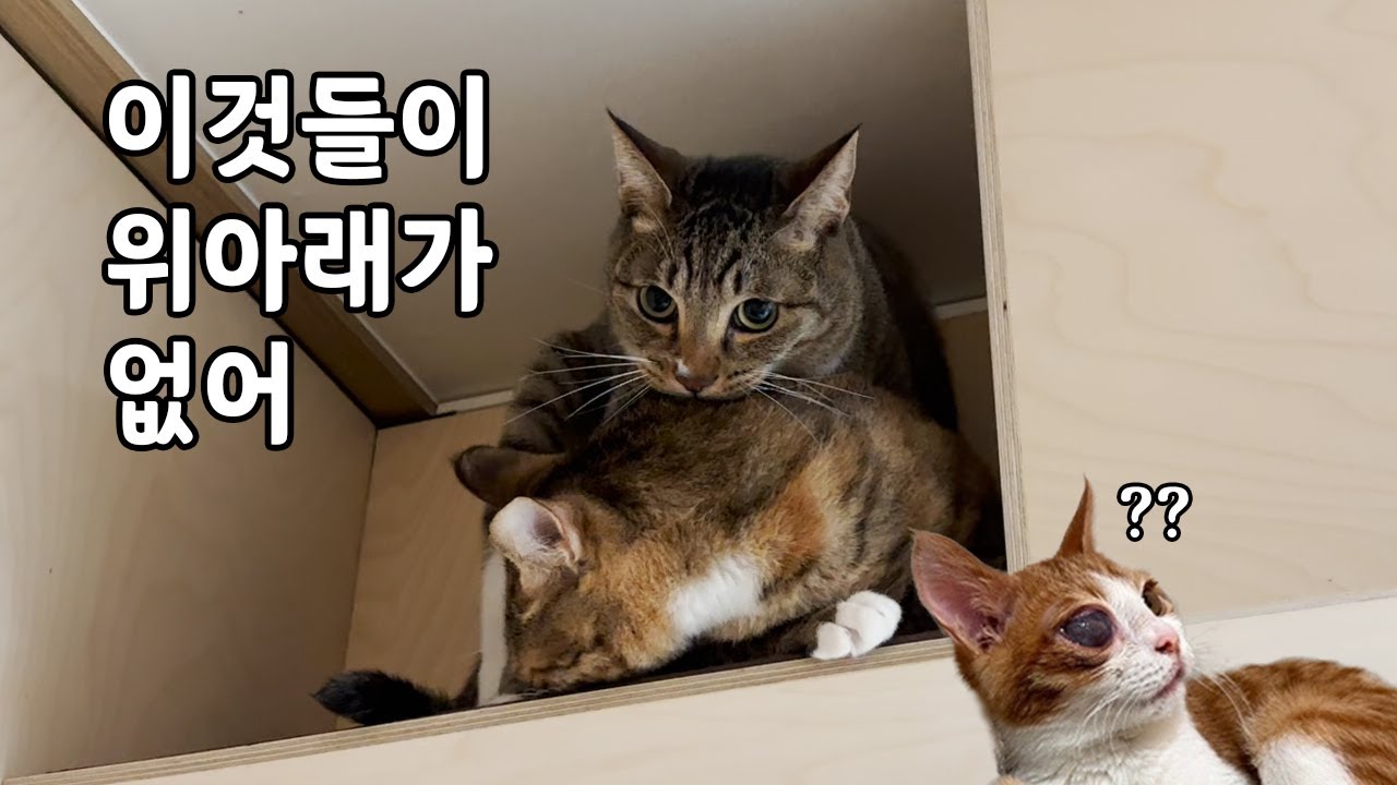 막내 서열을 못 잡아서 둘째한테 화풀이하는 첫째 고양이 [합사이야기]