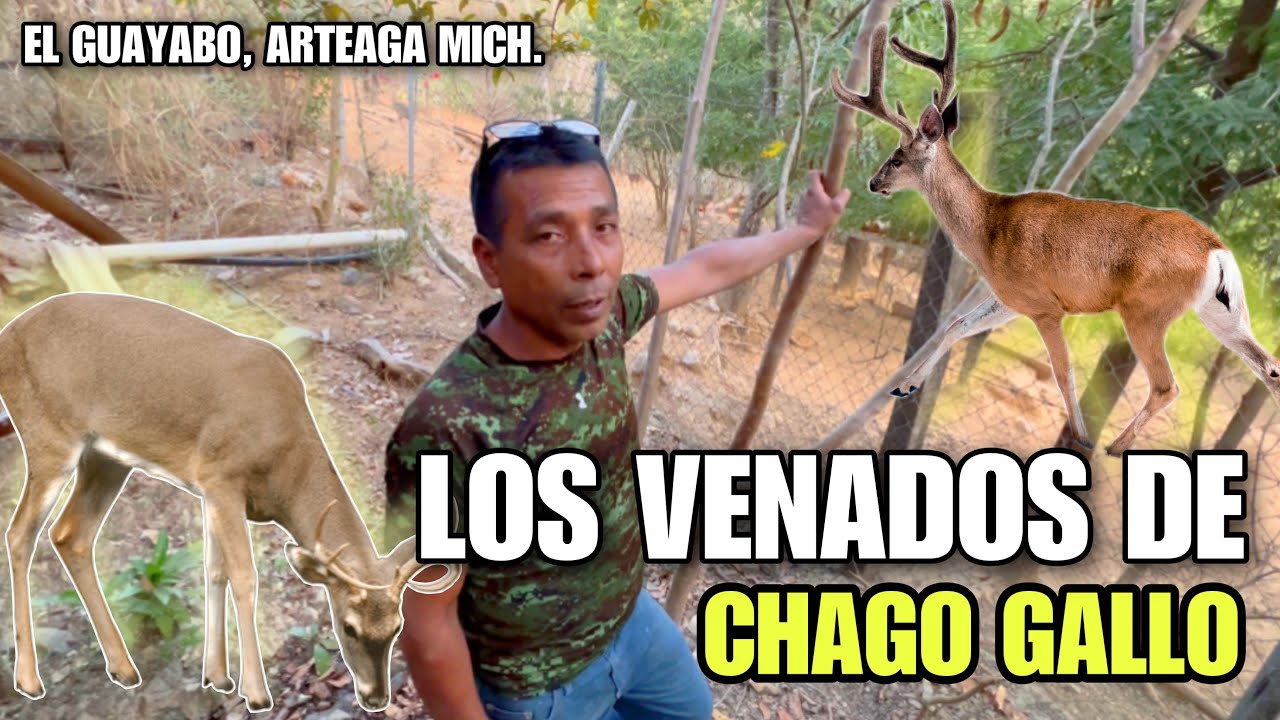 Los Venados de Chago Gallo en la Comunidad de El Guayabo, Arteaga.