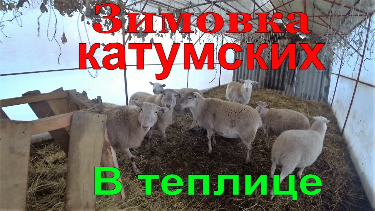 Зимовка беременных Катумских маток в теплице. Купили сено. Вода не замерзнет. УСАДЬБА У ОЗЕРА