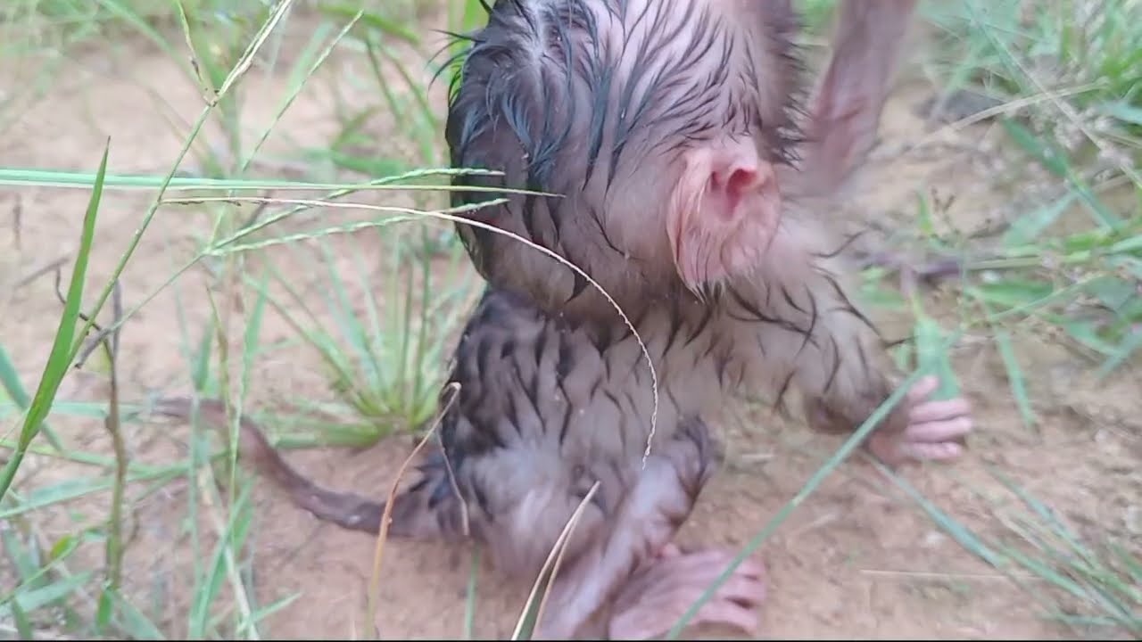 Anak monyet pramator belajar berjalan
