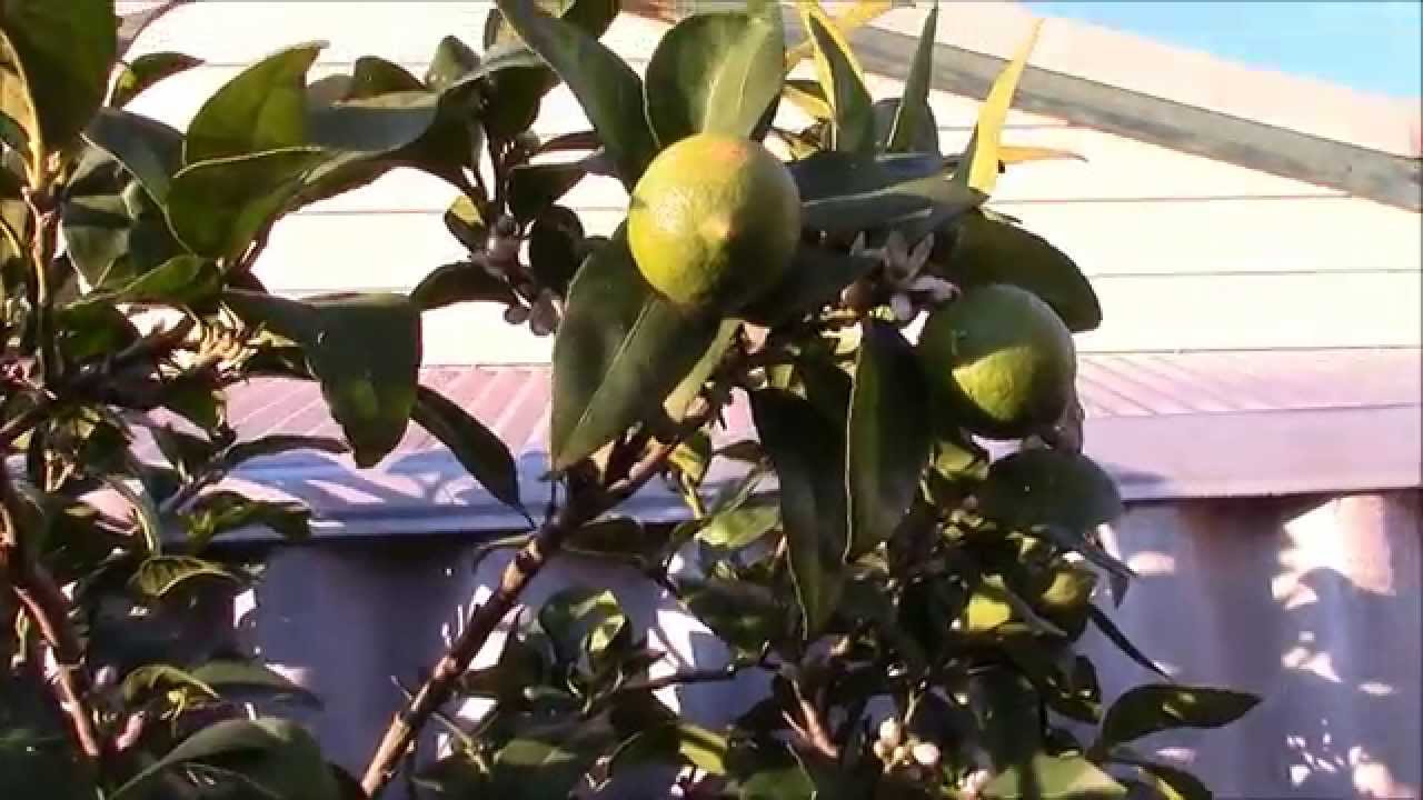 Growing Citrus in a Large Container or Wine Barrel