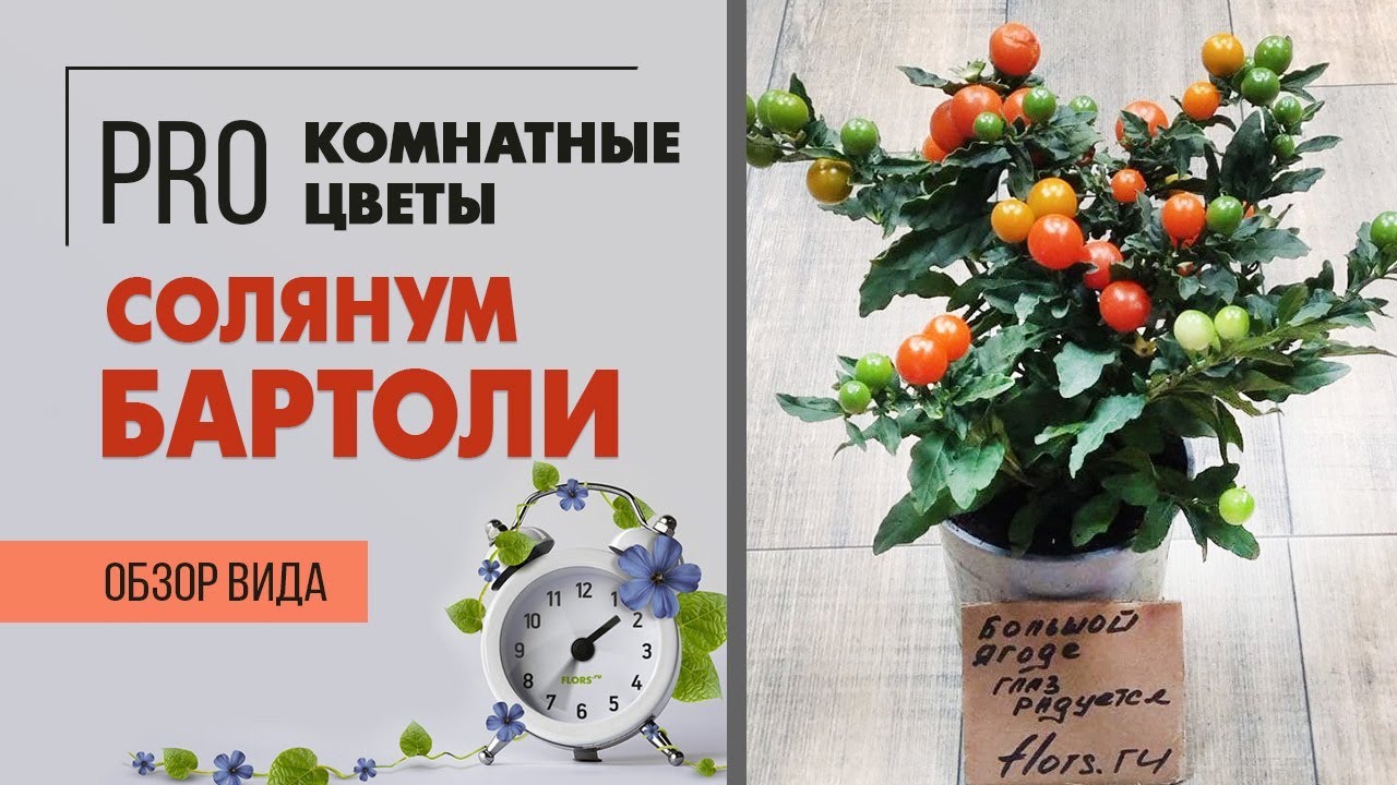 Растение Солянум Бартоли  - декоративные помидорки для украшения кухни| Можно ли есть ягоды солянума