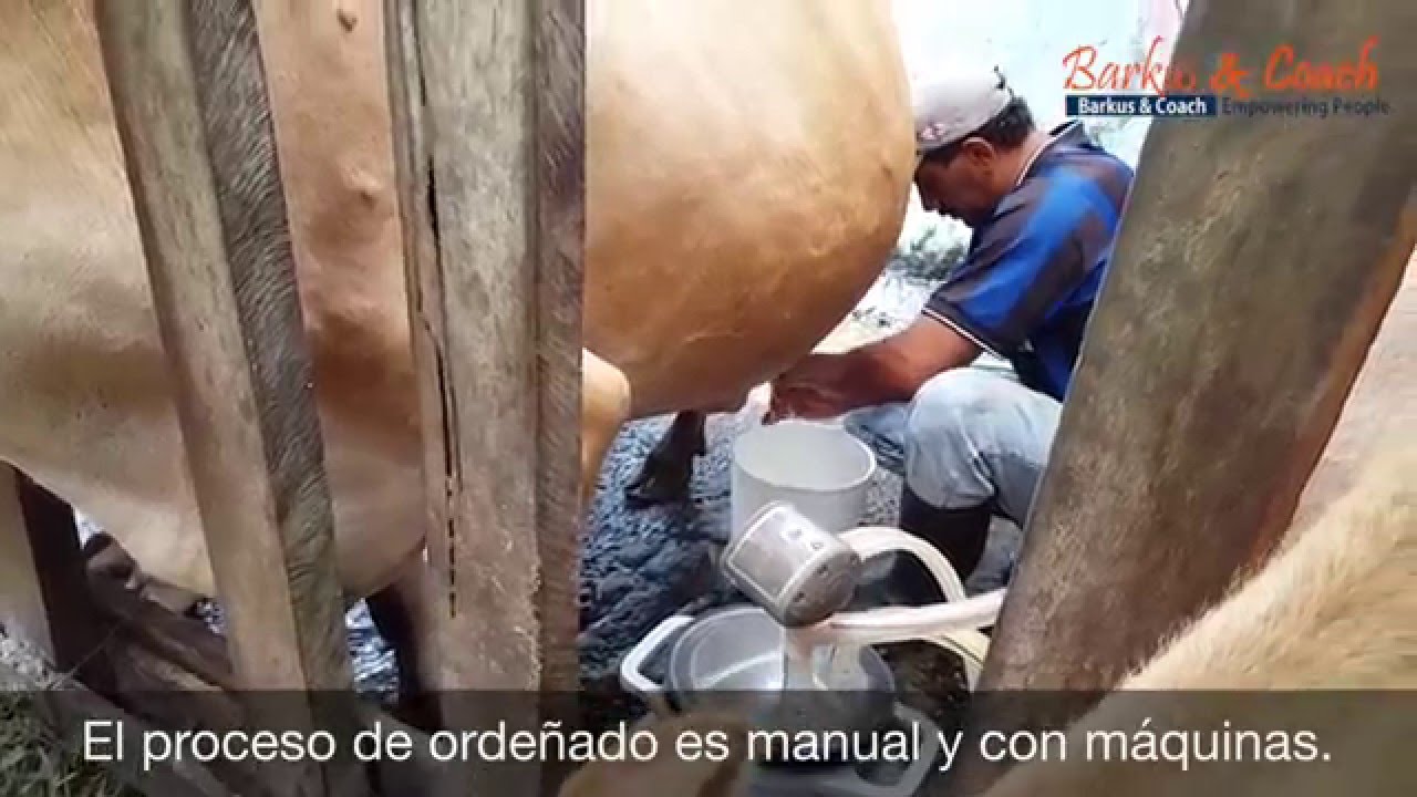 Cómo hacer queso Turrialba artesanalmente