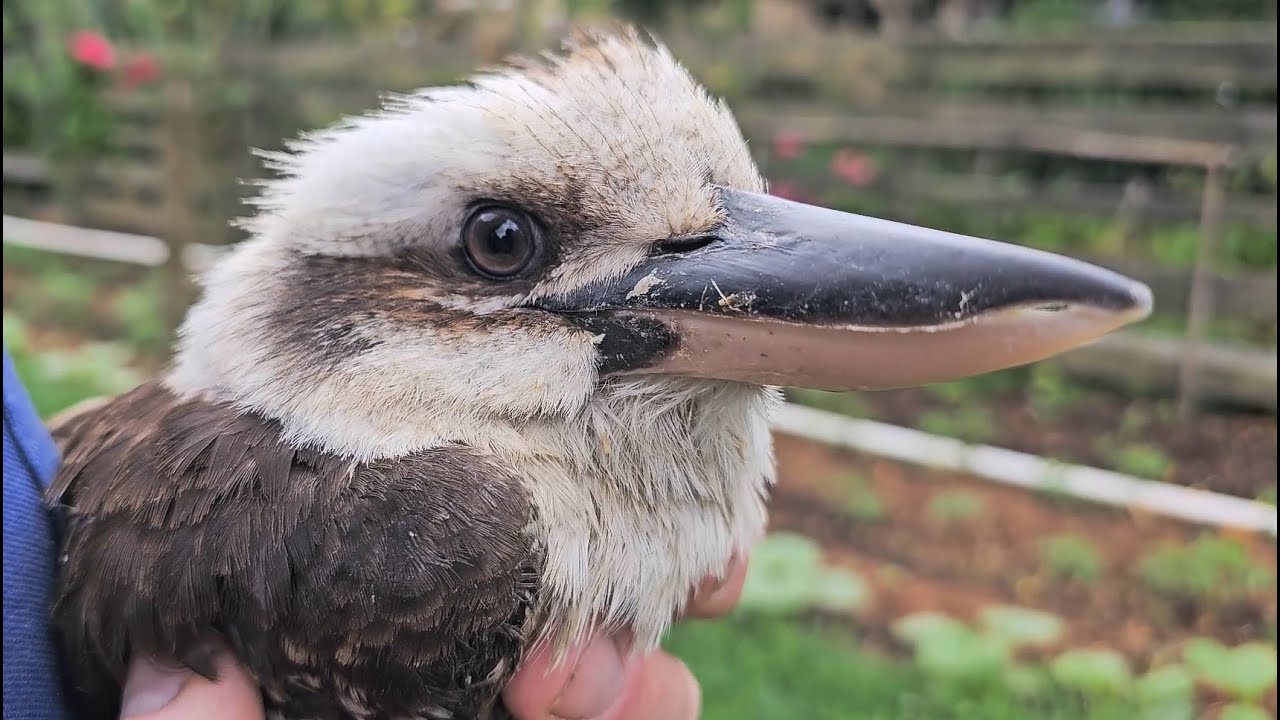 Helping baby kookaburra #birdlovers #babybird #birdwatching #beautifulbird #kookaburra #bigbirds