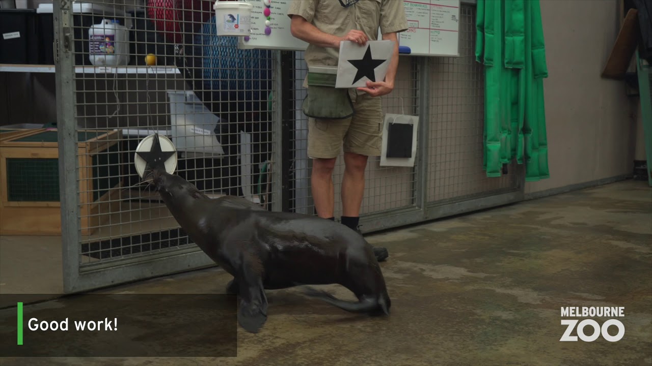 Seal Shape Identification at Melbourne Zoo