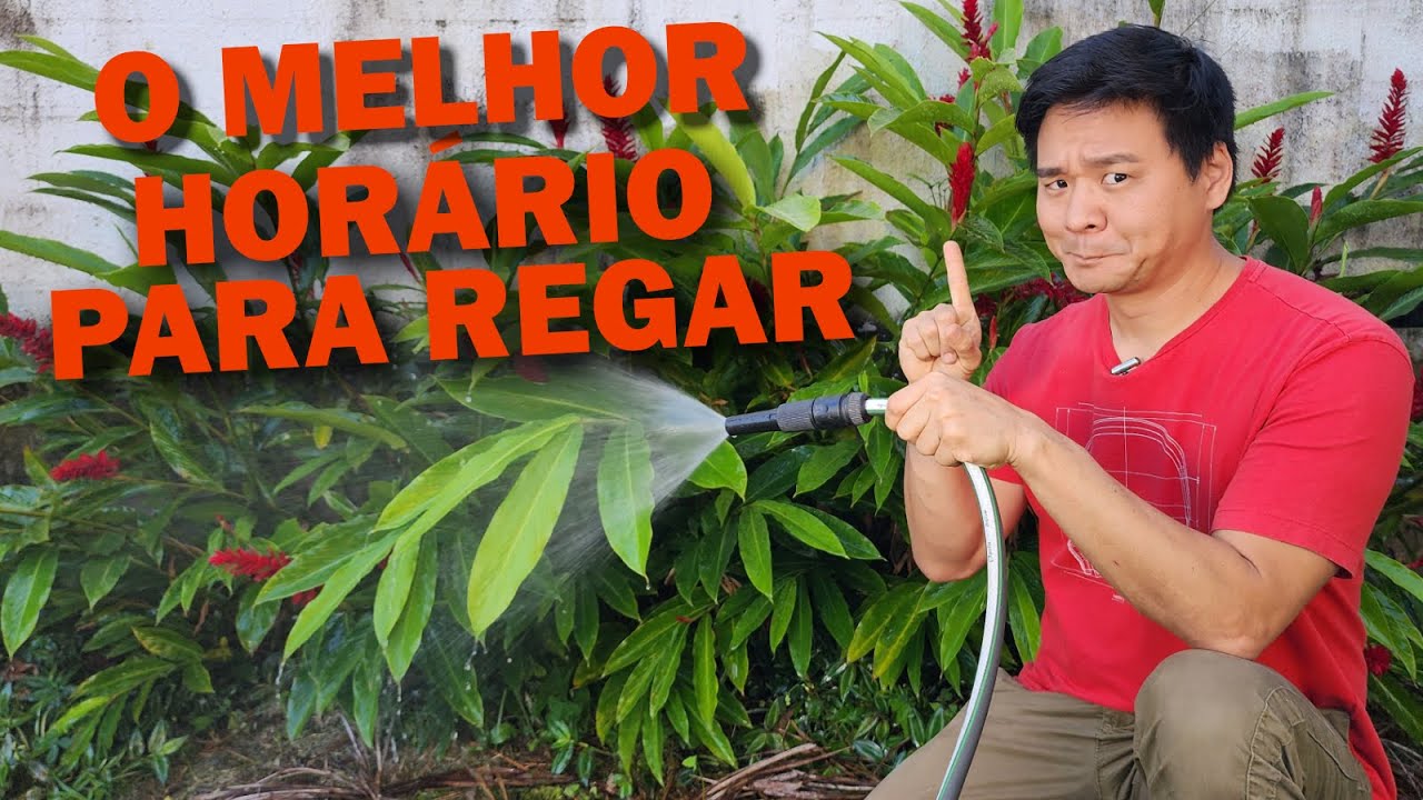 A melhor MELHOR HORA para regar as suas Plantas
