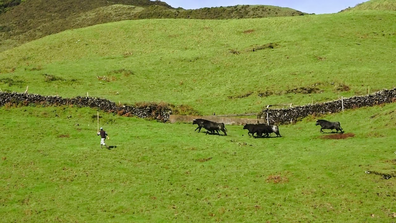JAF - Trabalho Perigoso - (Dangerous Work) - Pastagens Da Criação Funda - Ilha Terceira - Açores