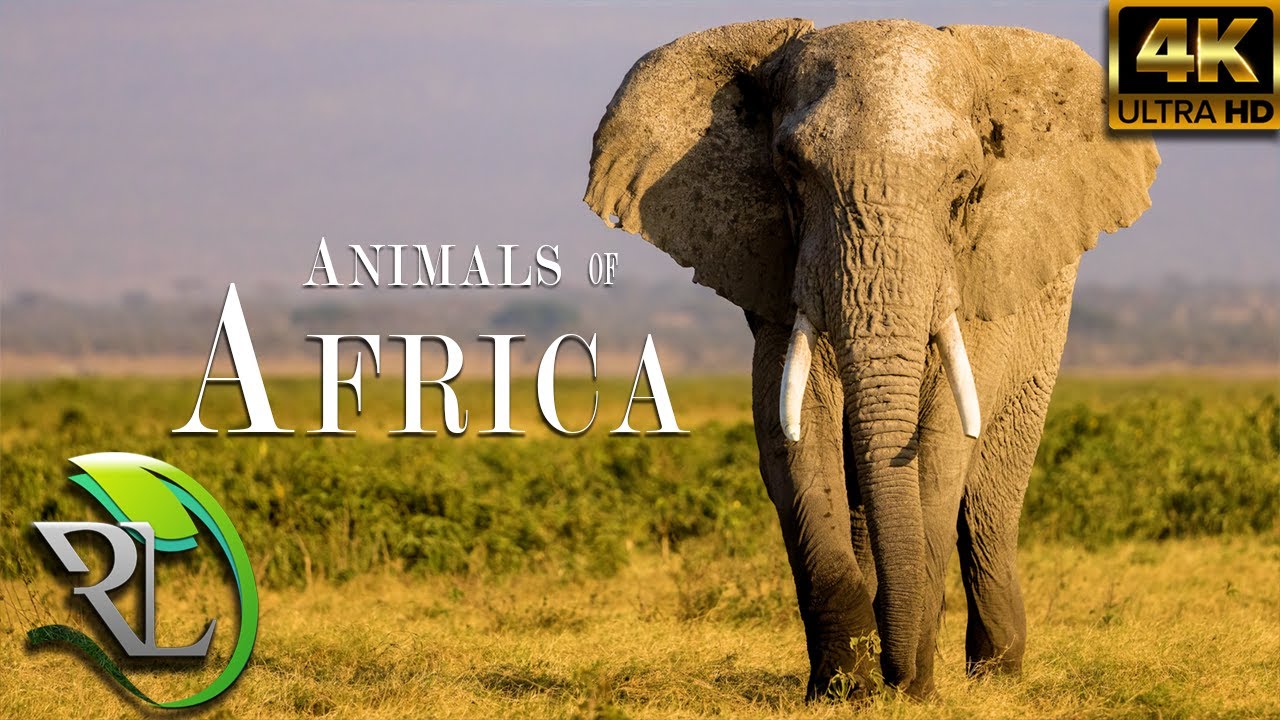 Animais da África em 4K - Paisagens incríveis de animais africanos - Relaxar - Acalmar