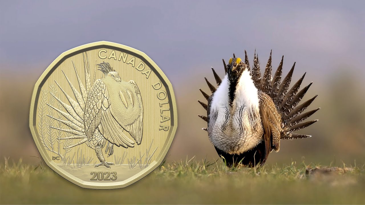 Greater Sage-Grouse Conservation with the Wilder Institute
