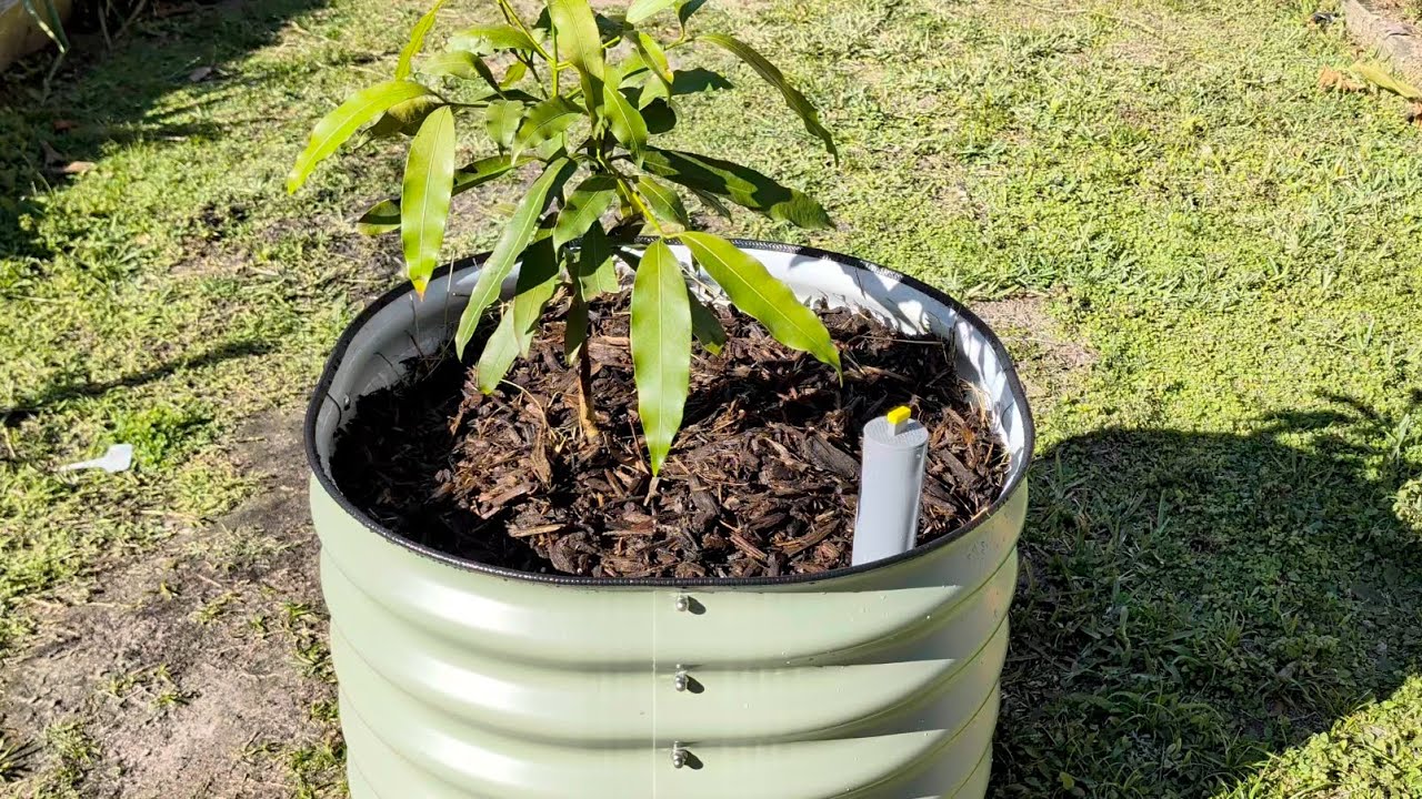 My new Vego Garden Self Watering Rolling Planter is a game changer #vegogarden
