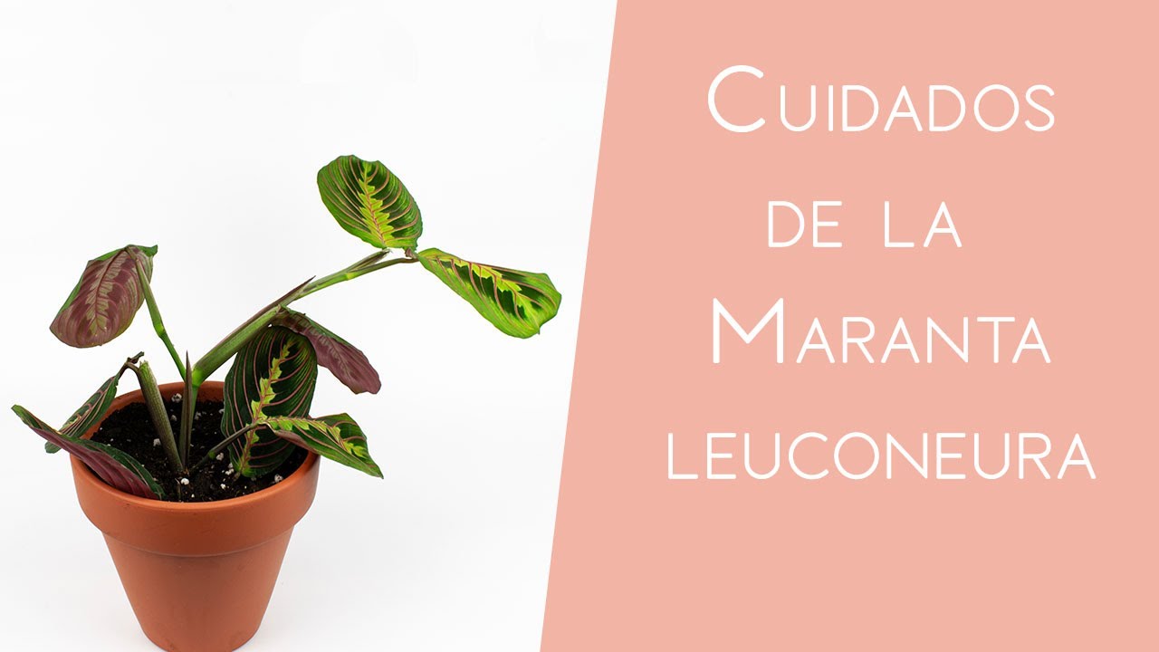 Cuidado de la Maranta leuconeura