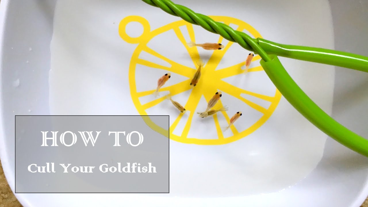How to Cull Your Goldfish Fry