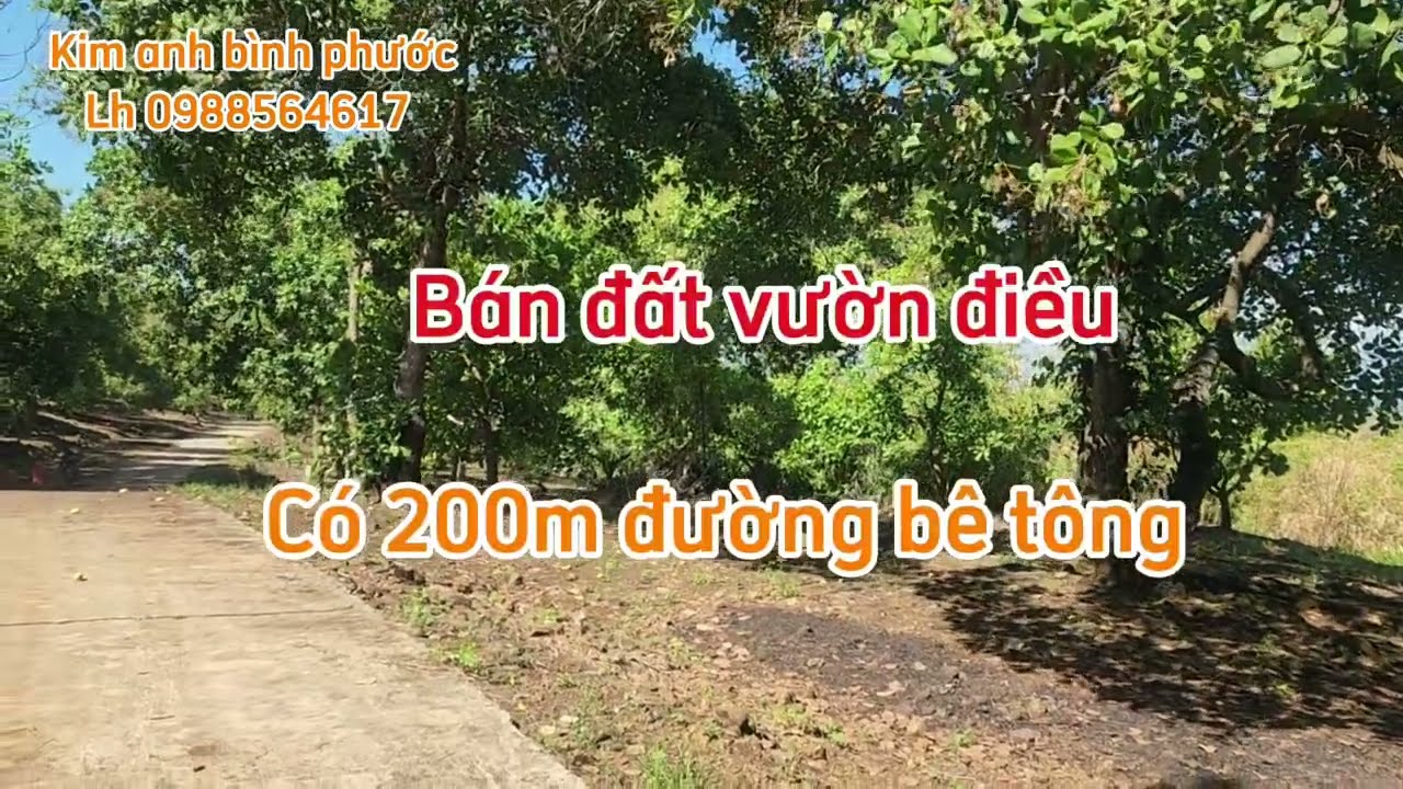 Bán đất vườn điều dt 1ha8 giá 2ty300trieu xã đồng tâm đồng phú bình phước cũ lh 0988564617 