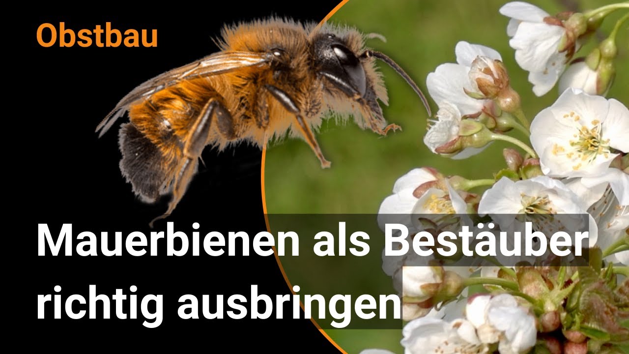 Mauerbienen für eine erfolgreiche Bestäubung in geschlossenen Kirschen-Anlagen (BioFruitNet)