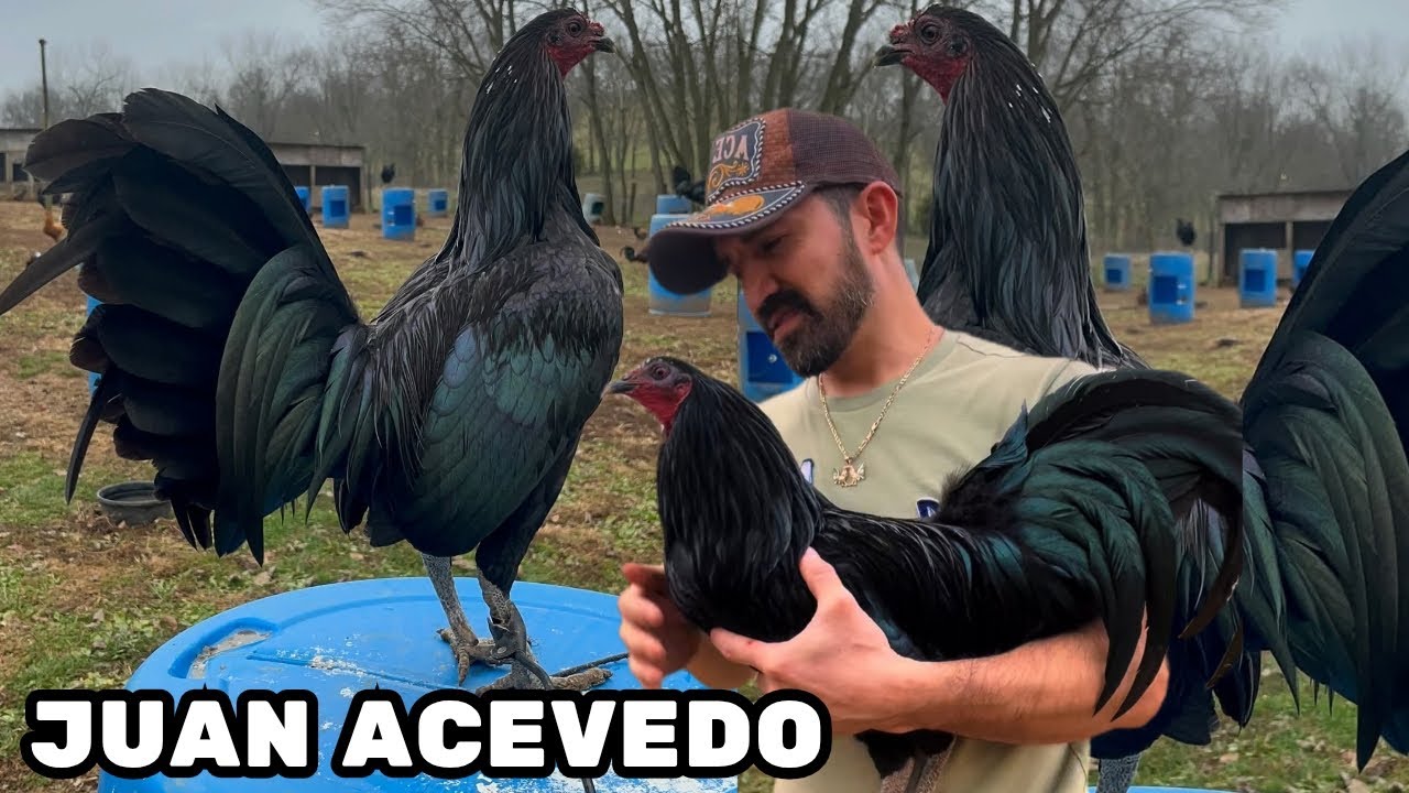 Курятник для кур свободного выгула Black Kentucky Juan Acevedo Farm - Курятник для кур, выращивае...