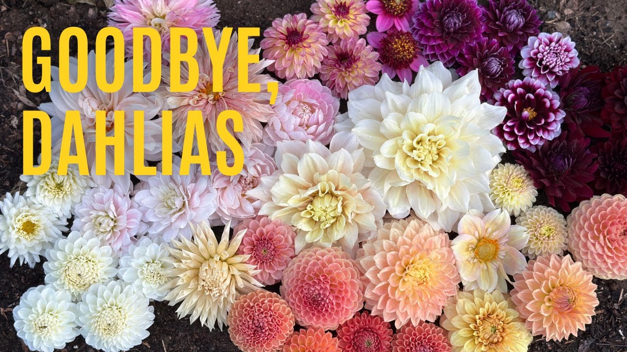 Мой прощальный тур «Dahlia» 😭 | Backyard Reno (Эпизод 4)
