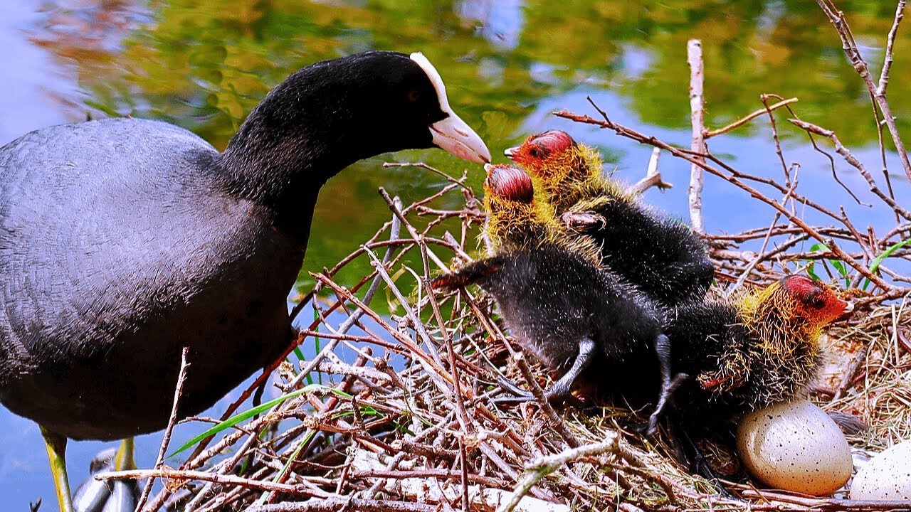Common Coot or Eurasian Coot birds sound, flying, fighting, diving,baby call with amazing Facts