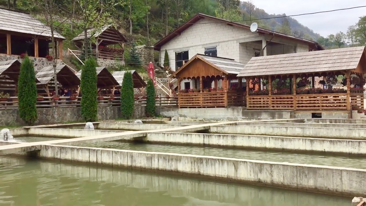 Pastravaria Rin din Romuli  judetul Bistrita - Nasaud | Specialitati de pastrav la gratar