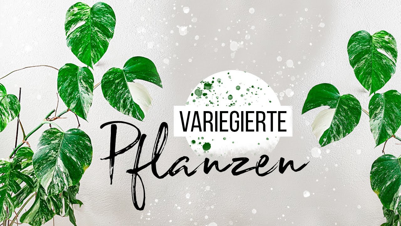 Variegation bei Pflanzen | Woher kommt Panaschierung? Richtige Pflege | Vergrünte Pflanzen