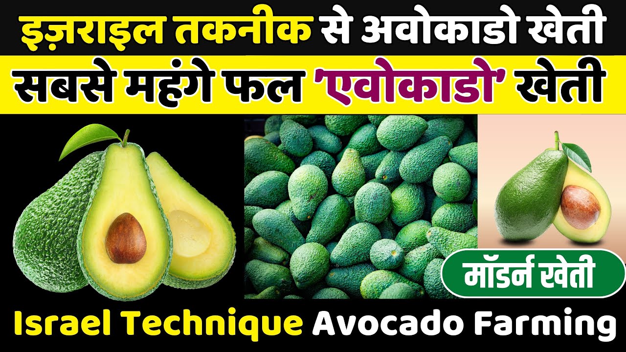 इजराइल तकनीक से एवोकाडो खेती | Israel Technique Avocado Fruit Farming | Avacodo Farming  #avocado