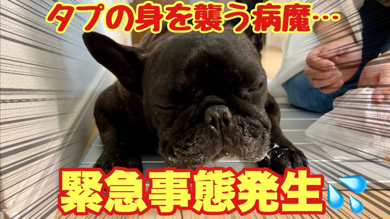 【緊急事態発生】タプさんの身を急に襲った病魔…