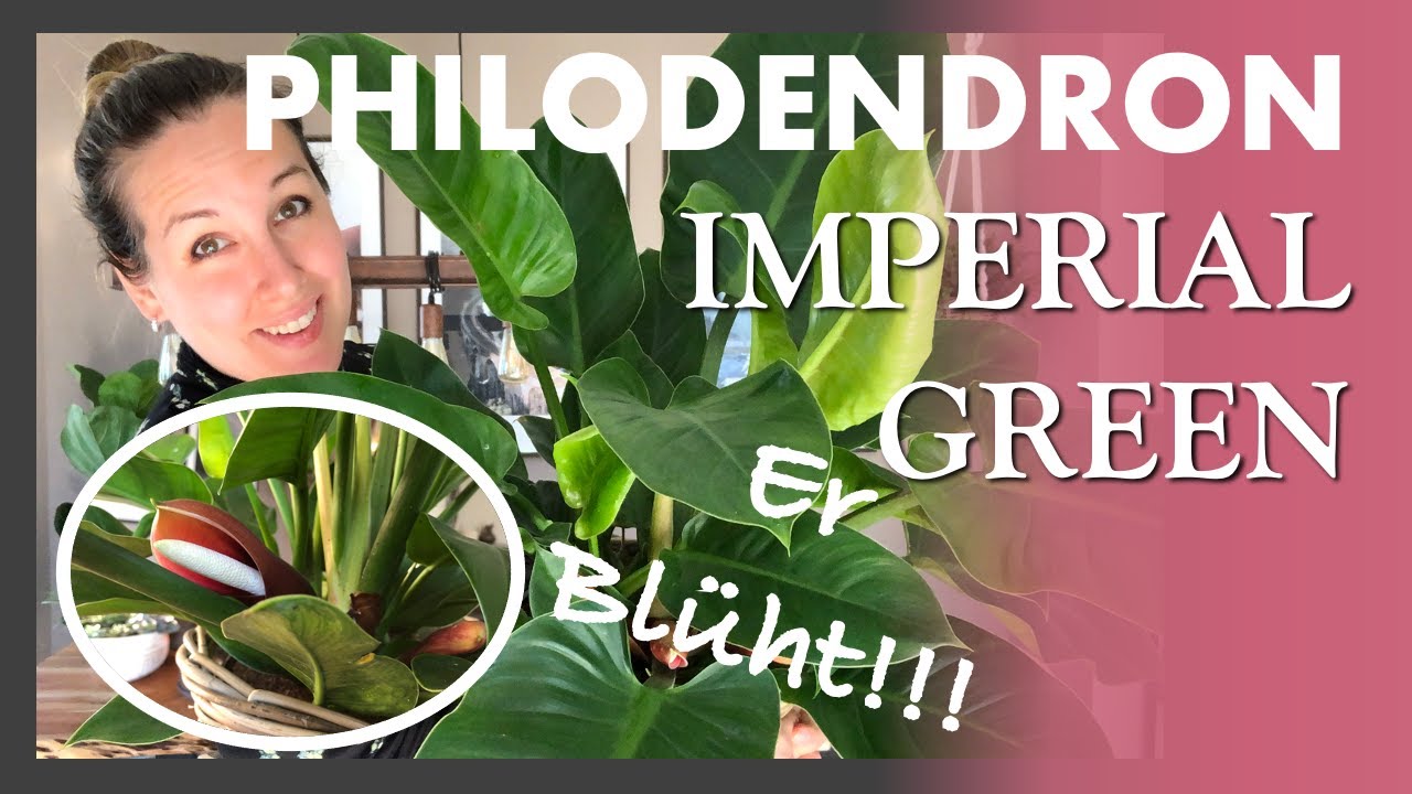 ALLES &uuml;ber Philodendron Imperial Green 🍃🌸 Er bl&uuml;ht endlich!!! - alle INFOS zu Giessen, D&uuml;ngen etc...